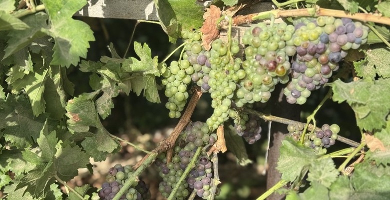 Grape harvest season begins in Omans Dhahirah Governorate